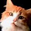 December 24 - Meow Mix